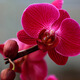 愛(ài)你一萬(wàn)年蝴蝶蘭花苗帶花劍帶花苞盆栽蘭花大苗客廳室內(nèi)植物花卉四季好養(yǎng)活 紅蝴蝶帶營(yíng)養(yǎng)液