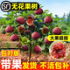 臨雅無花果樹果苗帶果盆栽波姬紅南北方四季種植特大果芭勞奈耐寒地栽 無花果混苗 1棵30-50cm-當(dāng)年結(jié)果