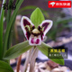 劉閣蘭花 春蘭花苗精品黑貓蕊蝶冬帶濃香花苞好養易活花卉室內外植物盆栽 3苗連體裸根