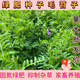 【抑制雜草】進(jìn)口毛葉苕子種子果園綠肥種子紫花苕種子牧草種籽 毛葉苕子新種【果園綠肥】包出芽 5斤裝【春秋播種】