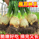 農點(diǎn)贊根芹種子地中海根芹菜種子大全根莖芹菜籽土芹根洋芹球根塘蒿種子 根芹種子1袋/約2000粒