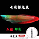 瀚幻七彩銀龍魚熱帶魚印尼紅龍魚活魚超血紅龍觀賞魚辣椒紅龍魚血統(tǒng) 幻彩銀龍 31-33cm磷框紅順豐