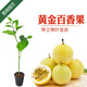 君揚百香果樹(shù)苗欽蜜9號百香果嫁接苗臺農黃金百香果苗 西番蓮陽(yáng)臺盆栽 黃金欽九嫁接苗2棵【純甜無(wú)酸】