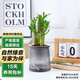 泰西絲荷花竹室內桌面盆栽盆景水培植物擺件+繁星塑料吸水盆 源頭直發(fā)