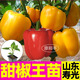康和豐特大甜椒王紅黃紫綠甜椒秧苗四季高產(chǎn)太空五彩方椒四季盆栽種子籽 紅甜椒苗3棵+黃甜椒苗3棵 +10g肥
