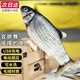 愛(ài)尚熊電動(dòng)魚(yú)玩具拍拍魚(yú)哄娃神器寶寶兒童嬰兒哄睡神器會(huì )跳動(dòng)的仿真跳跳魚(yú)搖擺魚(yú)0一1歲逗貓玩偶毛絨玩具充電款