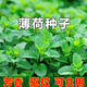 茗花潭薄荷種子可食用室內植物驅蚊草陽(yáng)臺綠植薄荷葉盆栽花卉薄荷苗種子 食用薄荷1000粒+加侖盆+土+肥料