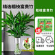 愛你一萬年富貴竹水養(yǎng)基地直發(fā)水培植物轉(zhuǎn)運竹綠植盆景帶根四季水養(yǎng)插鮮花瓶 富貴竹60cm6棵【不含瓶】+2營養(yǎng)液