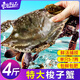 東上御品 舟山梭子蟹 鮮活大號野生大螃蟹新鮮冷凍海鮮水產(chǎn)海蟹 梭子蟹5-7兩/只凈 4斤
