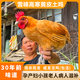 怡博士土雞農家散養新鮮鮮活現殺孕婦月子雞走地雞草雞公雞活雞老母雞 高山散養土母雞一只(活雞 包活)