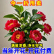 灑然【重瓣濃香大花】大葉金鉆盆栽綠公主開花辦公室客廳四季開花懶人 款【T紅色】：重瓣/濃香/大花/凈 大苗1盆：【能開花58朵】原盆原