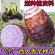 京譽(yù)正宗廣西荔浦香芋現挖大芋頭種子秧苗芋小芋頭茶綠茶信陽(yáng)毛尖 廣西荔浦芋頭苗 廣西荔浦芋頭小苗2000個(gè)
