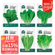 北蔬 蔬菜種子種苗大全生菜香菜菠菜秋季陽(yáng)臺菜籽 6種葉菜類(lèi)蔬菜種子