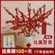 臨雅北美冬青紅果水培植物鮮切枝新年宵花卉室內水養50cm10支源頭直發(fā)
