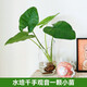 壹植千手觀(guān)音水培植物室內(nèi)辦公室四季好養(yǎng)桌面小植物盆栽滴水觀(guān)音綠植 水培千手觀(guān)音一顆小苗