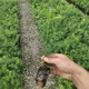 杉樹(shù)苗 刺杉樹(shù)苗 良種速生杉木苗 三代雜交紅心杉樹(shù)苗 香杉樹(shù)苗 良種杉樹(shù)苗5到20厘米高 50棵