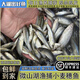 鮮賢農(nóng)微山湖野捕新鮮小麥穗魚活魚現(xiàn)殺生態(tài)淡水小河魚羅漢魚小雜魚順豐 5厘米左右大號（凈膛宰殺） 1斤（凈重1斤/袋）
