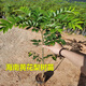 名貴苗木海南黃花梨樹苗正宗黃花梨木苗降香黃檀盆栽珍貴植物常綠 黃花梨30-40厘米高1棵