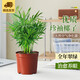 卉優(yōu)精品袖珍椰子桌面綠植辦公室內客廳四季常青好養活吸甲醛盆景盆栽 精品袖珍椰子【原盆】
