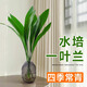 桐汝壁網(wǎng)紅一葉蘭綠植水培綠植物四季常青適合水養(yǎng)的花懶人客廳擺件室內(nèi) 水培一葉蘭約60cm6棵植物