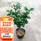 克瑞墨大牡丹茶花樹苗紅花綠植盆景地栽盆栽 五年苗克瑞墨 不含盆