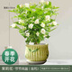 綠蔭巷子茉莉花苗盆栽帶花苞梔子花卉植物室內綠植濃香四季好養開(kāi)花 【節節高瓷盆】大號茉莉花