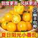 黃色金圣女果夏日陽(yáng)光櫻桃小番茄3/5斤新鮮水果酸甜小西紅柿千禧R 3斤【精選裝】