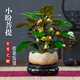 花行榜菩提樹(shù)盆栽帶果中式禪意 小盼菩提+蓮花盆+底座+苔蘚源頭直發(fā)