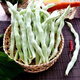 新鮮白不老四季豆5斤 農家自種蔬菜白豆角現摘蕓豆白架豆2斤 保鮮加冰5斤凈重4.8-5斤