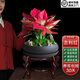 吉利紅盆栽室內(nèi)花卉四季好養(yǎng)綠植紅葉植物如意紅皇后喬遷新居禮品 五棵裝紅如意【吉利紅】+木架 整套成品（山石苔蘚，帶盆種好）