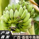 居里正宗廣西牛角蕉酸甜大芭蕉糯米青皮海南皇帝土香蕉新鮮水果整 牛角蕉3斤精選