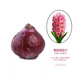 荷蘭進(jìn)口風(fēng)信子種球水培花客廳植物室內花卉盆栽桌面觀(guān)賞綠植耐寒 粉色風(fēng)信子一個(gè) 周長(cháng)15-18cm（送營(yíng)養液）