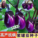 江西茄子苗秧苗嫁接青茄子苗老品種帶土大紅袍四季樹(shù)燒烤白色四川 江西本地茄子苗5顆