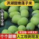 良知農(nóng)哥【順豐】現(xiàn)摘蓮蓬 蓮子蓮蓬生吃嫩蓮子鮮甜新鮮水果 洪湖甜嫩蓮子米3斤  順豐空運(yùn)