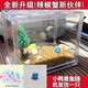 觀(guān)賞蟹相手蟹辣椒蟹將軍蟹相守蟹淡水冷水螃蟹擺地攤寵物批發(fā)價(jià) 透明款辣椒蟹沙灘風(fēng)景套餐