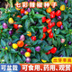 廣西七彩辣椒種籽盆栽可食用觀賞椒盆景小辣椒五彩椒種子孑超辣 七彩椒原裝100粒*2袋