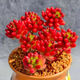 憶潤蝶多肉植物帶盆綠植花卉盆栽貴貨老樁群生玉樹(shù)玉露仙人掌肉肉 紅之玉錦15-20頭【帶盆栽好】