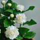 虎頭茉莉花種子正宗圓葉室內好養四季開(kāi)花植物重瓣老樁濃香型花卉 虎頭茉莉 精品種子【33?！?肥料