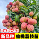 新品種荔枝苗仙桃荔枝嫁接苗大果品種耐寒果樹(shù)南北四季可種植 兩年苗
