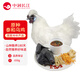 中潤長江江西泰和烏雞650g 正宗原種烏骨雞 散養(yǎng)土雞煲湯雞肉生鮮源頭直發(fā)