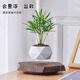HCNT創(chuàng  )意禮物磁懸浮盆栽室內辦公室盆景智能花盆高檔客廳創(chuàng  )意桌面擺件 褐色（送仿真鳳尾蕨）