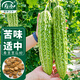 壽禾 苦瓜種子種苗油綠微苦菜瓜冬春蔬菜種籽 濰育壽苦1號苦瓜種子10g