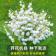 御春閣 德國鈴蘭花苗 當年開(kāi)花鈴蘭種根 君影草 圣母之淚 鈴蘭苗盆栽 鈴蘭5棵裝