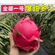 海南現摘金都一號 當季紅心火龍果紅肉新鮮直供熱帶水果批發(fā)整箱 只采樹(shù)上成熟的紅心火龍果 普通(5斤中果)單果200g起劃算9-11個(gè)
