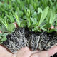 銘鈉靖云南發(fā)洋桔?；缧∶缰匕晁募鹃_(kāi)花陽(yáng)臺盆栽室內室外花卉易 混搭5棵洋桔梗小苗