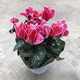 語(yǔ)清婉仙客來(lái)盆栽花苗兔耳花四季開(kāi)花好養(yǎng)大花陽(yáng)臺(tái)室內(nèi)花卉蝶衣花年宵花 紅色白邊（帶花發(fā)貨）送肥料 不含盆
