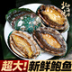 北海灣 冷凍鮑魚(yú) 特大新鮮鮮活速凍海鮮水產(chǎn) 超大鮑魚(yú) 貝類(lèi)大鮑魚(yú) 【大號鮑魚(yú)】12-15頭 凈重2斤