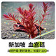 逸樂(lè )寵魚(yú)缸造景血紅宮廷丹麥血綠宮廷后景魚(yú)缸造景紅色水下葉水草套餐 新加坡宮廷10顆 新品種好發(fā)色