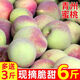格沃斯正宗山東青州蜜桃青皮桃子冬雪蜜桃桃子新鮮脆桃應(yīng)季水果當(dāng)季包郵 特級果帶箱6斤裝【買3斤送3斤】