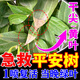 平安樹葉子發(fā)黃干枯專用肥料營養(yǎng)液黑斑炭疽白粉葉子發(fā)黑專用肥藥 1瓶【平安樹專用殺菌噴霧】